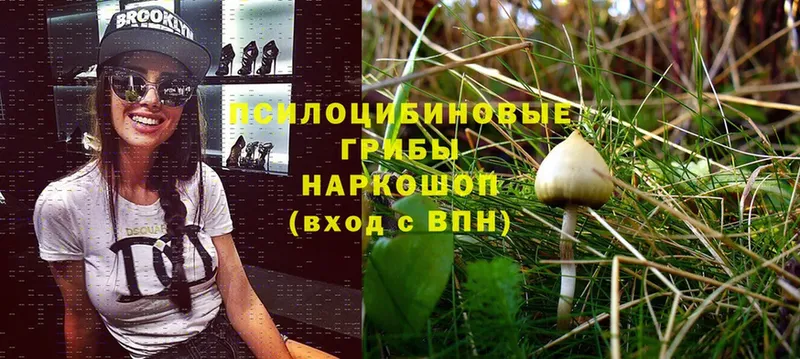 купить  сайты  Карабаш  Галлюциногенные грибы Psilocybe 